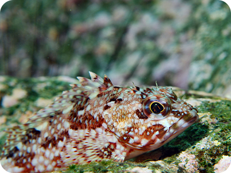 深海生物キャリー水槽を使用した生物標本の圧力順応と輸送・展示