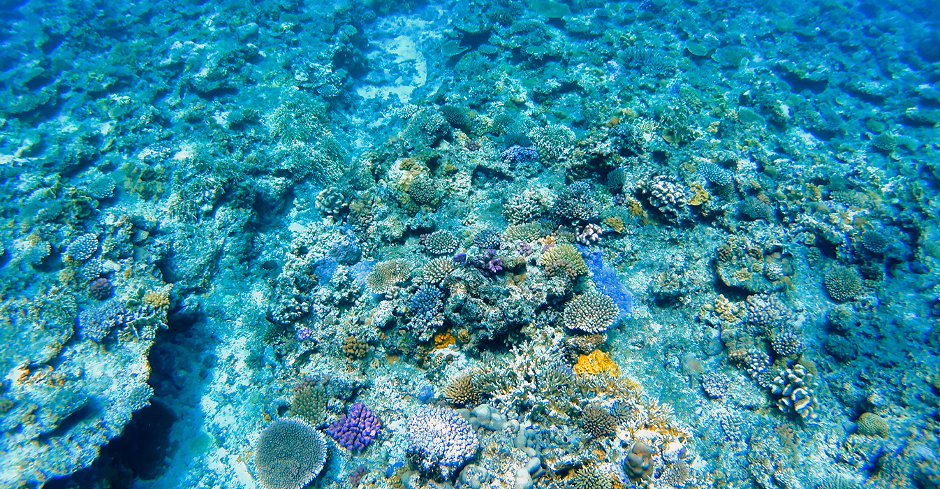 深海生物キャリー水槽を使用した生物標本の圧力順応と輸送・展示