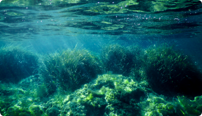 水産資源・ブルーカーボン