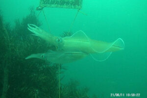 水中タイムラプスカメラによるアオリイカ産卵床の撮影