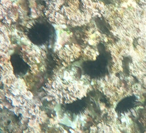 令和3年度海の次世代モビリティの利活用に関する実証事業