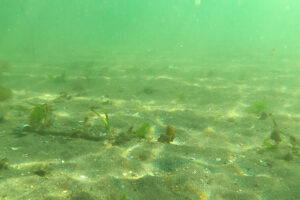 よこすか海の市民会議との活動