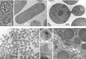 サンドイッチ凍結法講習会