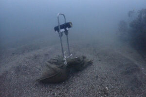 アオリイカ産卵床撮影スタート