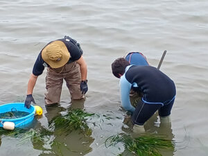 神奈川県立海洋科学高等学校のアマモ植栽活動への協力