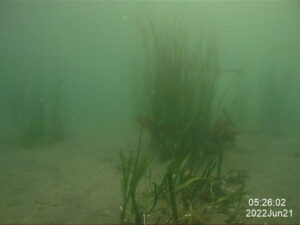 神奈川県立海洋科学高等学校によるアマモ植栽のタイムラプス撮影