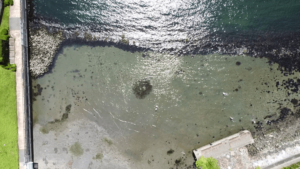 よこすか海の市民会議との活動（その3）～アマモの生長観察とアサリ調査～