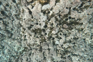 海洋ロボットを活用した地域社会の課題解決のための取り組み（その2）