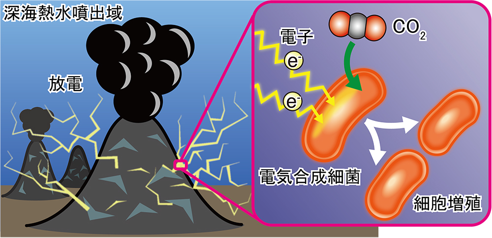 【論文発表】深海熱水噴出域に電気エネルギーを使って増殖する細菌がいることを実証
