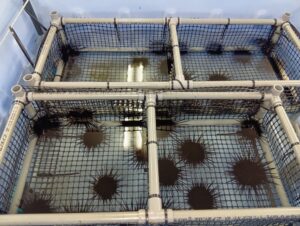 ムラサキウニ陸上養殖方法の検討（その2）