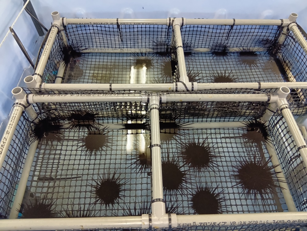 ムラサキウニ陸上養殖方法の検討（その2）