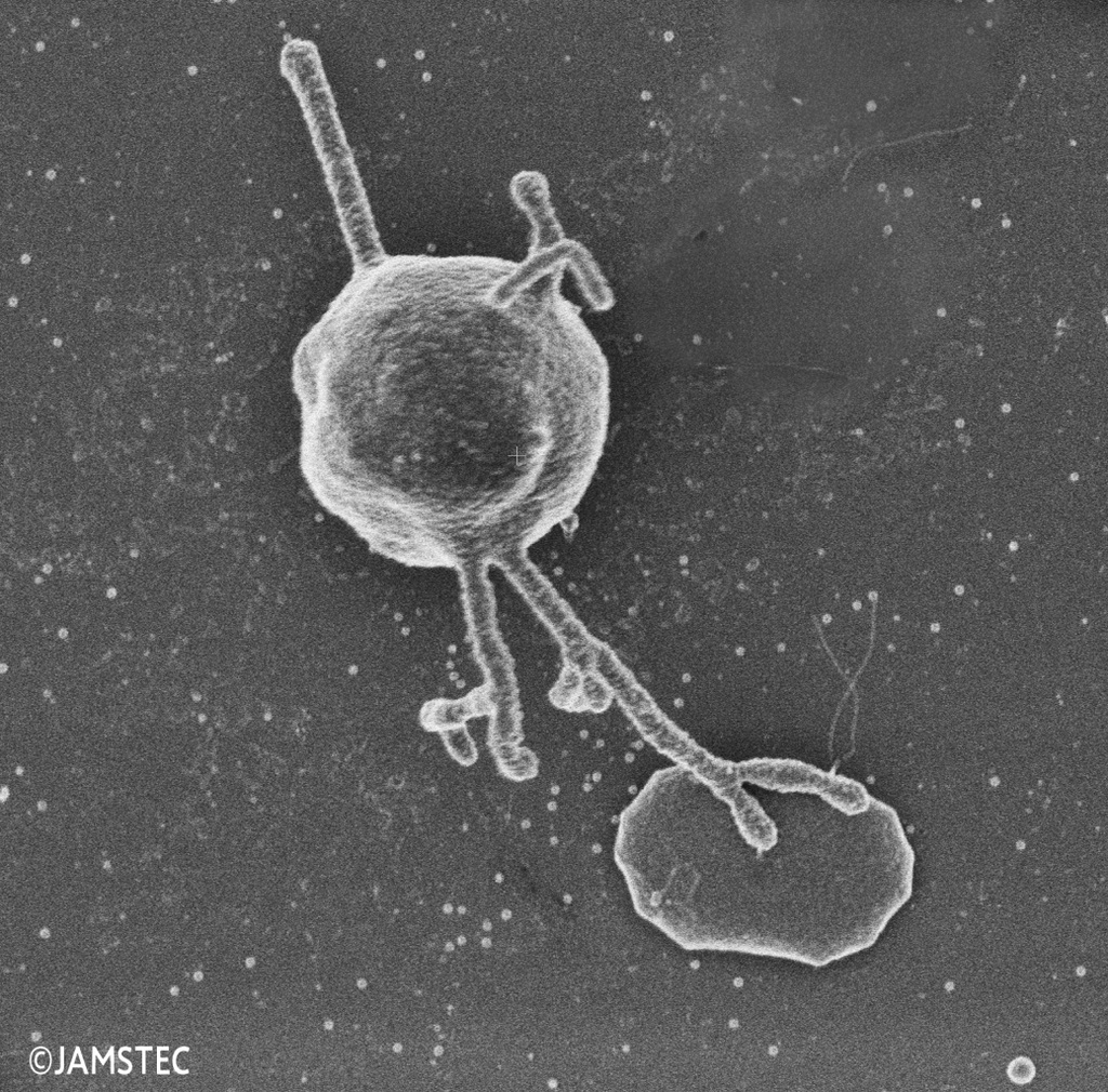 【論文発表】真核生物に最も近縁なアーキア、細胞の中は単純・外は複雑